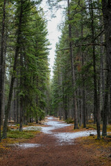 Obraz premium 心地の良いトレイル