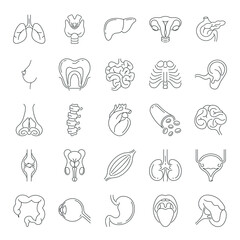 Anatomy icon isolated. Collection of thin line symbols of internal organs. Human body anatomy outline pictogram