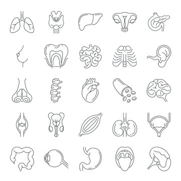 Anatomy icon isolated. Collection of thin line symbols of internal organs. Human body anatomy outline pictogram