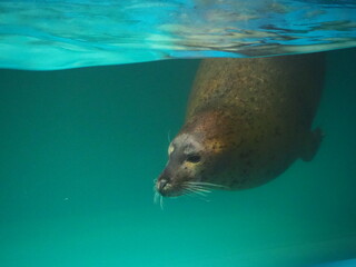 愛らしいゴマフアザラシ © tawa--mana