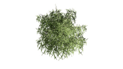 Top view 3D tree isolated on white background, for use visualization in architectural design