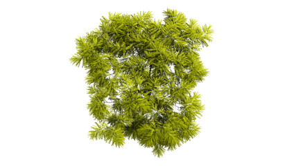 Fototapeta premium Top view 3D tree isolated on white background, for use visualization in architectural design