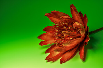 Czerwony, sztuczny kwiat na zielonym tle.
