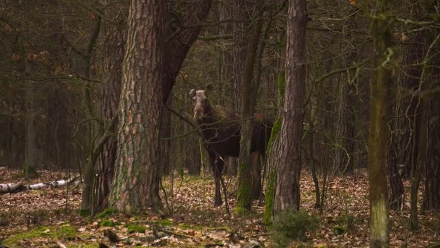 A young bull moose (Alces alces) in a mysterious forest. The moose looks straight ahead. The moose goes through the forest road. Animal in a natural habitat