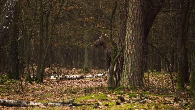 A young bull moose (Alces alces) in a mysterious forest. The moose goes through the forest road. Animal in a natural habitat