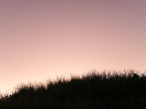 Seaside grass silhouetted against a purple evening sky