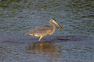 Great blue heron ( Ardea cinerea ) is the largest American heron hunting small fish, insect, rodents, reptiles, small mammals, birds and especially ducklings.