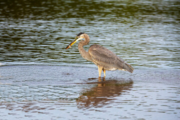 Great blue heron ( Ardea cinerea ) is the largest American heron hunting small fish, insect, rodents, reptiles, small mammals, birds and especially ducklings.