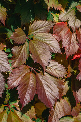 shiny autumn wild grape leaves