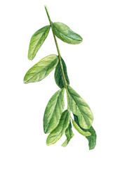 Green pomegranate leaves. Watercolor illustration, isolated on white background