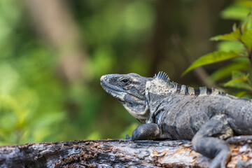 Primer plano de iguana rayada
