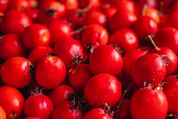 autumn red ripe hawthorn berries