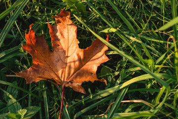 maple leaf on the grass lit by the sunset