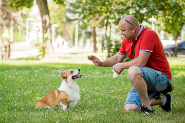 Adult man is training her Welsh Corgi Pembroke dog at city park