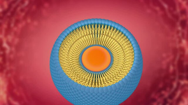 Structure of liposome, phospholipid, cell, 3d render animation. 3D Render
