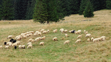 Pasące się owce na łące w górach. Tatry polskie, Dolina Chochołowska. Sheep grazing in the hall. Poland, Tatry.