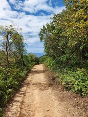 path in the forest