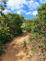 Naklejka premium path in the forest