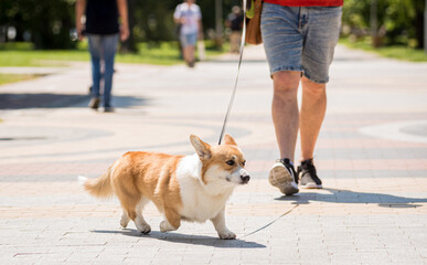 Adult man is training her Welsh Corgi Pembroke dog at city park