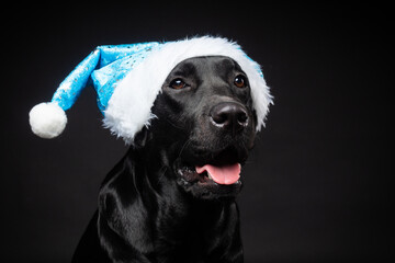Obraz premium Portrait of a Labrador Retriever dog in a Santa hat, isolated on a black background.
