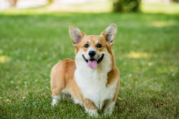 Portrait of Welsh corgi pembroke in the city park