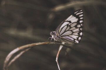 Obraz premium butterfly on a leaf