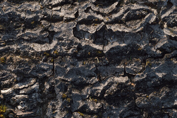 Tree bark close-up. Textured natural surface