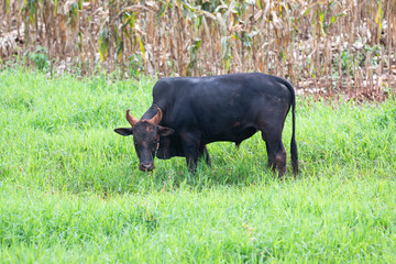 black fighting bull grazing on green field