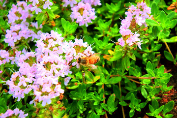 花とミツバチ