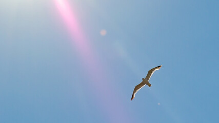 seagull in flight