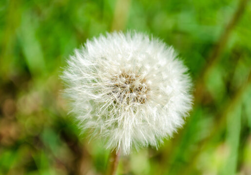 Bud dandelion. Dandelion white flowers in green grass