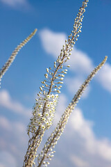 Flowering plant Drimia with white flowers and buds closeup against the blue sky.