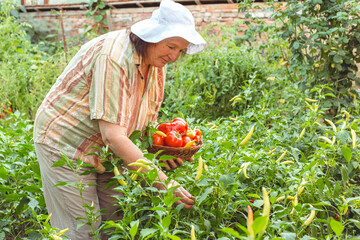 Elderly woman picks vegetables from her garden. Organic gardening