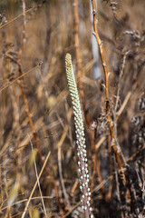 Young sprout of the plant Drimia with white buds closeup on a blurred background.
