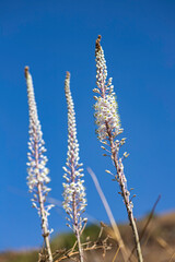 Flowering plant Drimia with white flowers and buds closeup against the blue sky.
