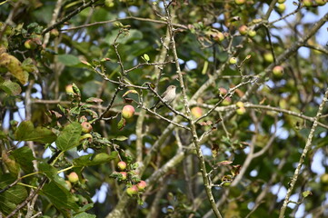 pájaro en un manzano en verano