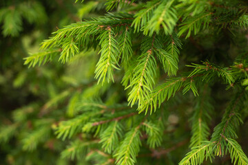 Green spruce branches as a textured background. Green spruce, white spruce.
