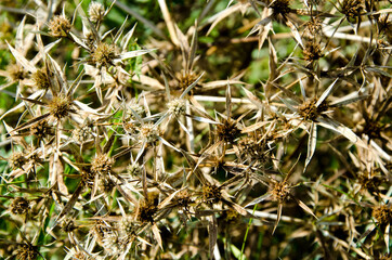 background, dried flowers with thorns in the field, top view