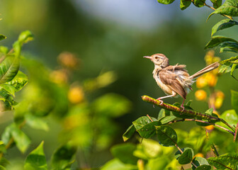 Plain Prinia with its tail up