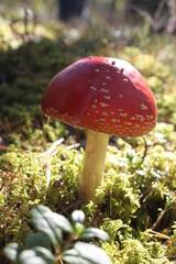 Red fly agaric
