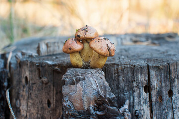 Three beautiful little edible mushrooms grow in the forest on an old dry tree stump. Soft focus. Collection of forest mushrooms