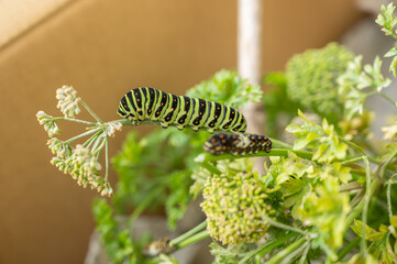 キアゲハの幼虫