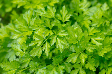 Macro view of fresh green parsley leaves