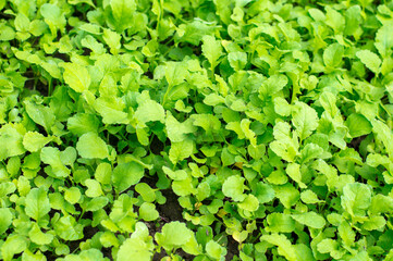 Organic radish grows in the ground. Green texture background.
