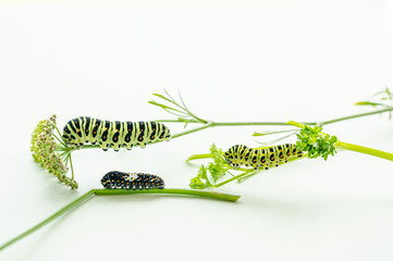 キアゲハの幼虫