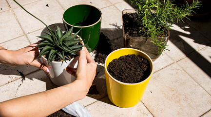 Indoor - Outdoor gardening concept - potting, repotting