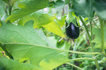 Ripe eggplant on a branch in the greenhouse. Growing fresh aubergine. Bio farming concept