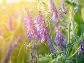 Close-up of a field flower Vicia cracca with bright purple petals at sunset. The sun's glare in the...