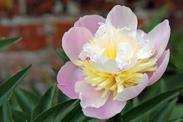 Pink, yellow and white peony flower in close up
