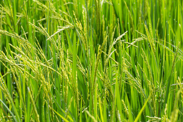 Closer young jasmine rice in season
agriculture industry and the main occupation of the countryside
